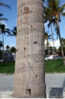 tree palm bark 0003